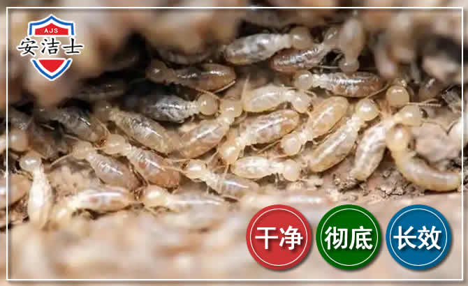淳安白蚁防治
