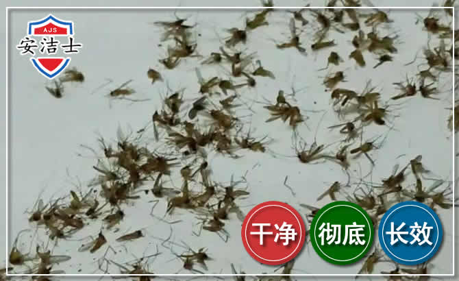 淳安苍蝇防治-灭蝇