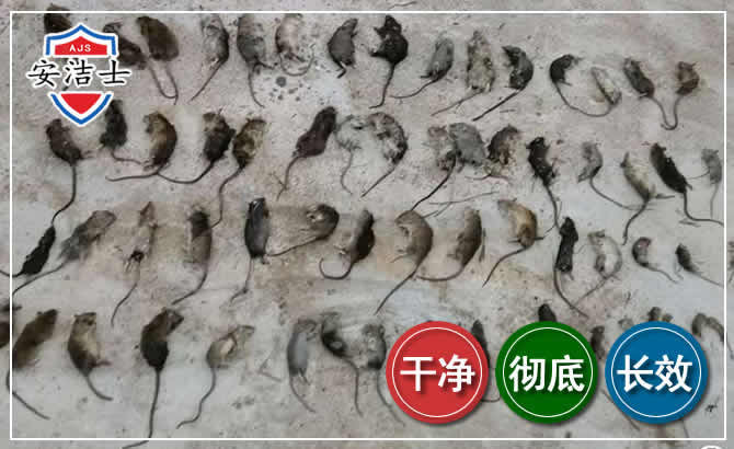淳安鼠害防治-灭鼠