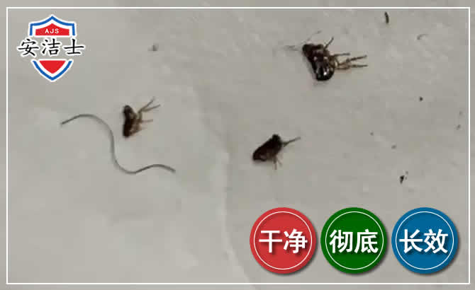 淳安跳蚤防治-灭跳蚤