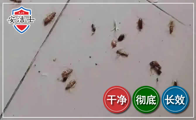 淳安蟑螂防治-灭蟑螂